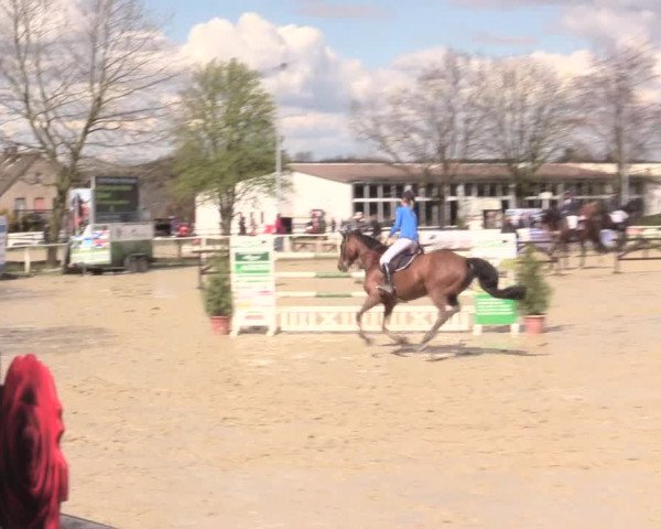 Reitturnier Spenge-Wallenbrück 2016