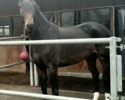 dressage horse Fuerst Arnold (Oldenburg, 2013, from Fidertanz)