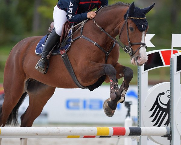 Springpferd Khedira Z (Zangersheide Reitpferd, 2015, von Kafka vd Heffinck)