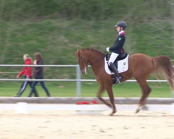 Reitturnier Vechta 2016