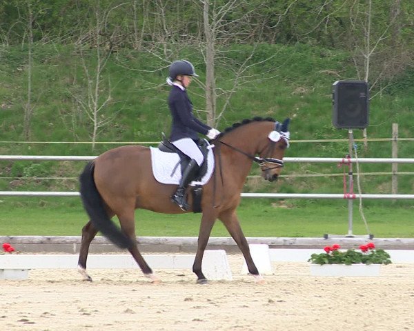 Reitturnier Vechta 2016