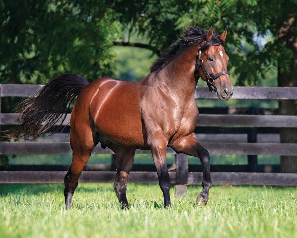 stallion Wicked Strong xx (Thoroughbred, 2011, from Hard Spun xx)