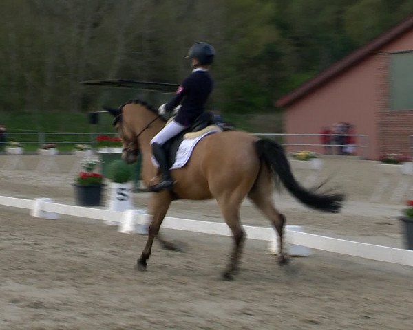Reitturnier Vechta 2016