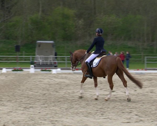 Reitturnier Vechta 2016