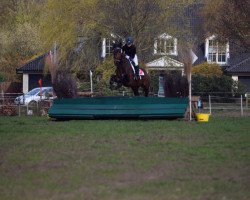jumper Cobolt (German Riding Pony, 2006, from Colonel)