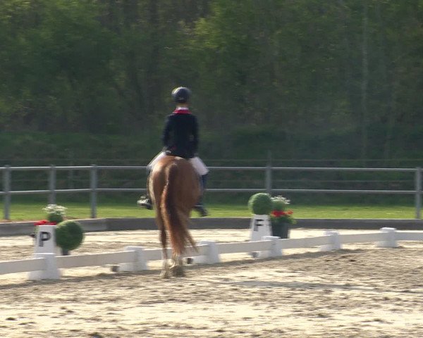 Reitturnier Vechta 2016