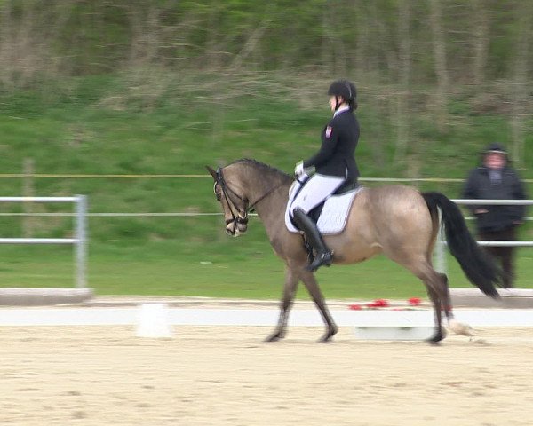 Reitturnier Vechta 2016