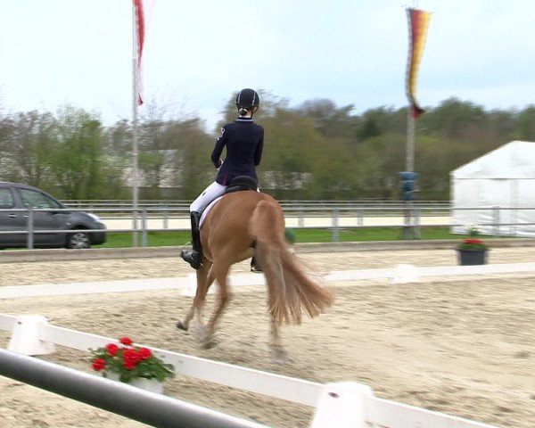 Reitturnier Vechta 2016