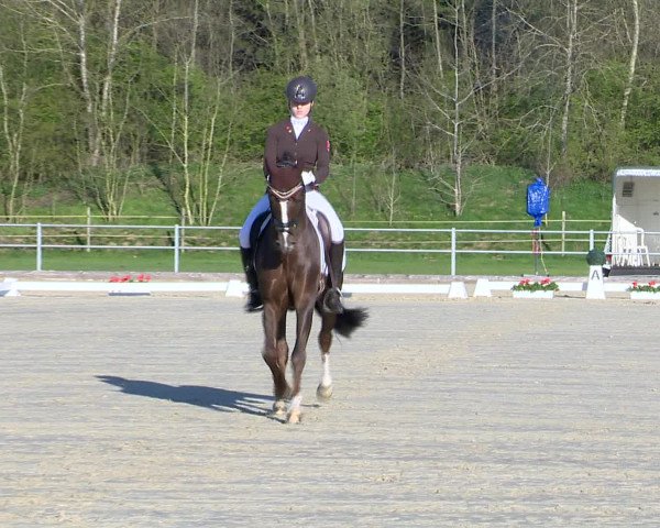 Reitturnier Vechta 2016