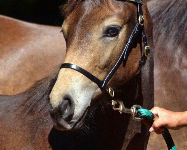 Pferd Limited Editions one Million (Connemara-Pony, 2016, von Frederiksminde Hazy Marvel 8 C)
