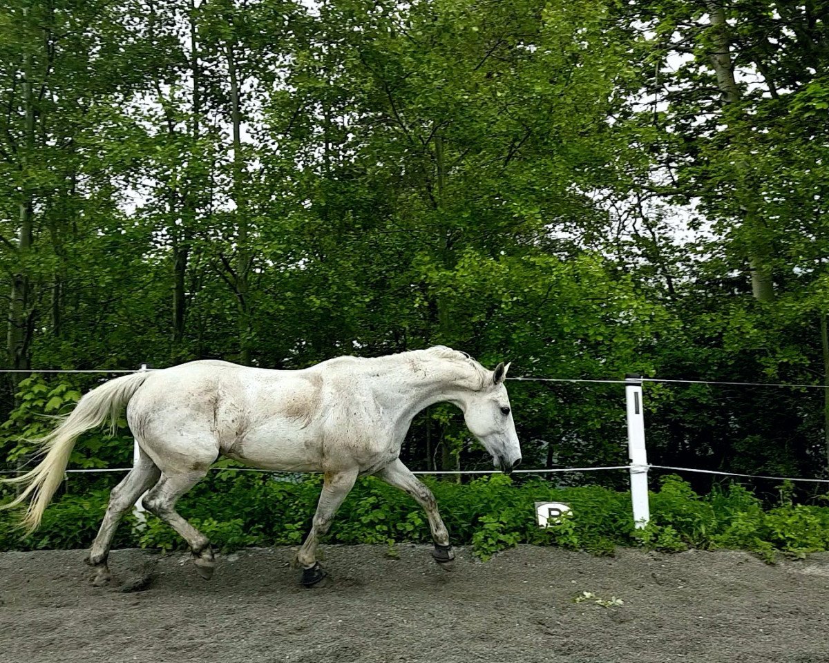 horse Amiro (Bavarian, 2012, from Arioso du Theillet)