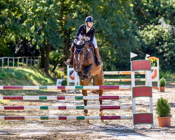 Springpferd Prim And Proper (Westfale, 2012, von Ullrich Equine's Pontecini)