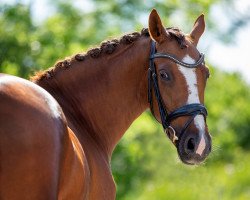 Zuchtstute Chice Lady A (Deutsches Reitpony, 2015, von Cosmopolitan NRW)