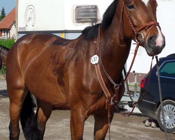 broodmare Ronja 2131 (German Sport Horse, 2003, from Grapaldi)