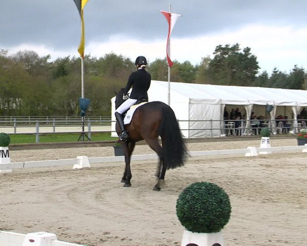 Reitturnier Vechta 2016