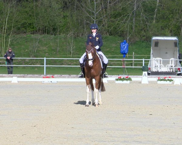 Reitturnier Vechta 2016