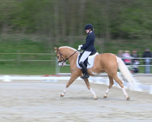 Reitturnier Vechta 2016