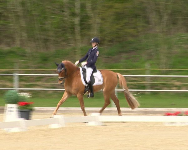 Reitturnier Vechta 2016