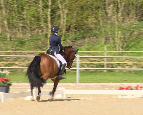 Reitturnier Vechta 2016