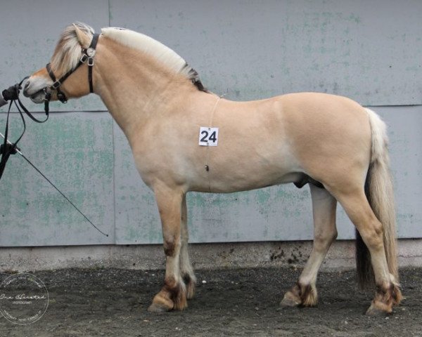 stallion Årheims Birk (Fjord Horse, 2016, from Fjell Finn) stallion Årheims Birk (Fjord Horse, 2016, from Fjell Finn)