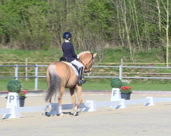 Reitturnier Vechta 2016
