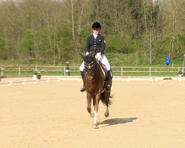 Reitturnier Vechta 2016