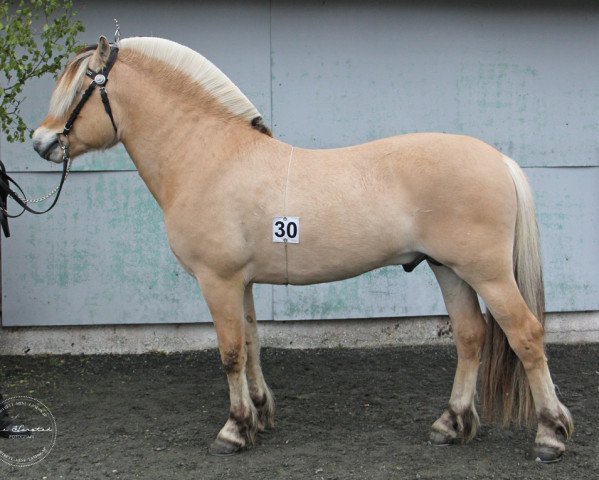 stallion Hallingen (Fjord Horse, 2016, from Lauvprinsen) stallion Hallingen (Fjord Horse, 2016, from Lauvprinsen)