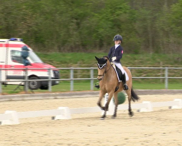 Reitturnier Vechta 2016
