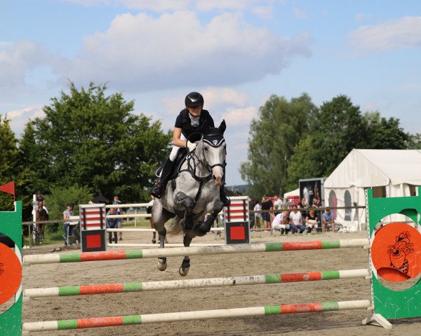 Springpferd Fresh Girl (Hannoveraner, 2011, von First Boy)