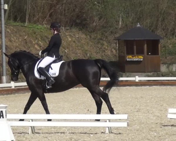 Frühjahrsturnier Mettmann - Reitanlage Löckenhoff 2016