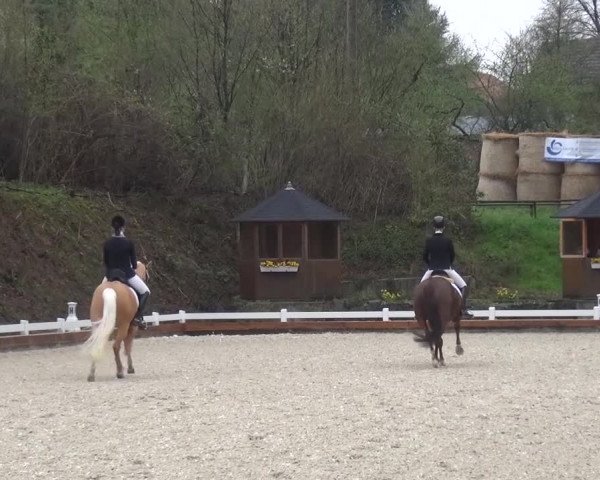Frühjahrsturnier Mettmann - Reitanlage Löckenhoff 2016