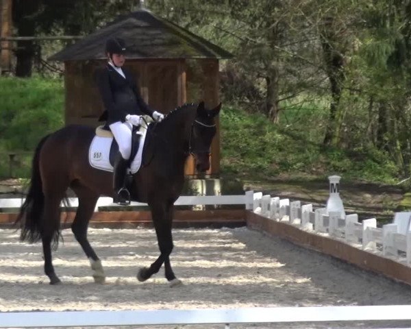 Frühjahrsturnier Mettmann - Reitanlage Löckenhoff 2016