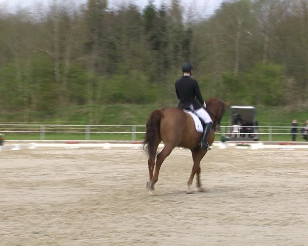 Reitturnier Vechta 2016