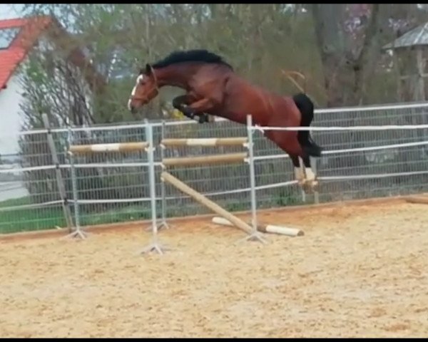 Springpferd Caipirinia vom Sunnerai (Schweizer Warmblut, 2015, von Couleur Rubin)