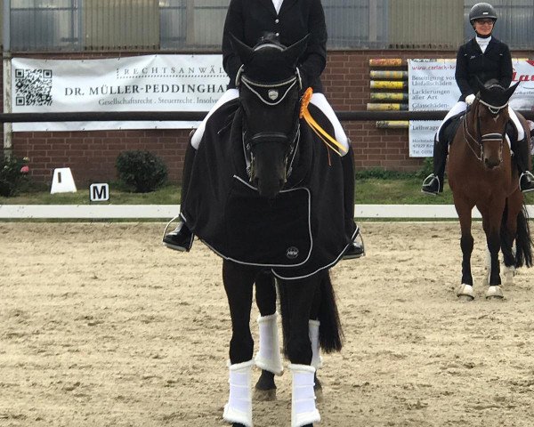 dressage horse Hofmann (Hanoverian, 2005, from Hochadel)