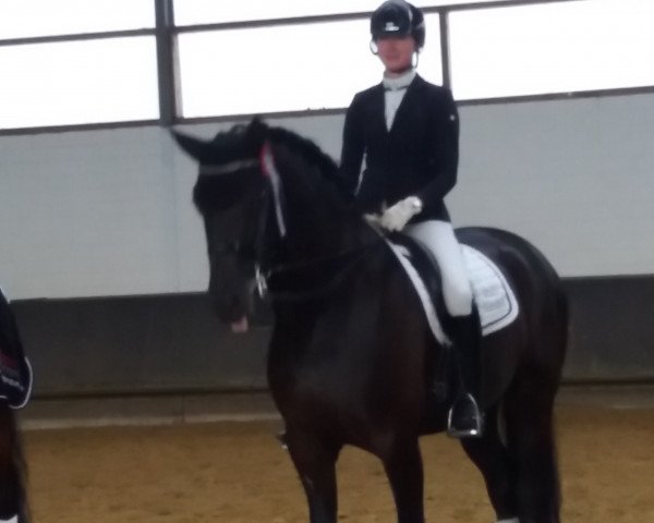 dressage horse Sieshof´s Longchamp (Rhinelander, 2011, from Lord Loxley I)