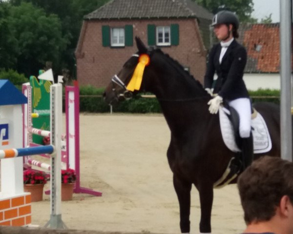 dressage horse Sieshof's Fürstenrock (Rhinelander, 2014, from Fürstenball)