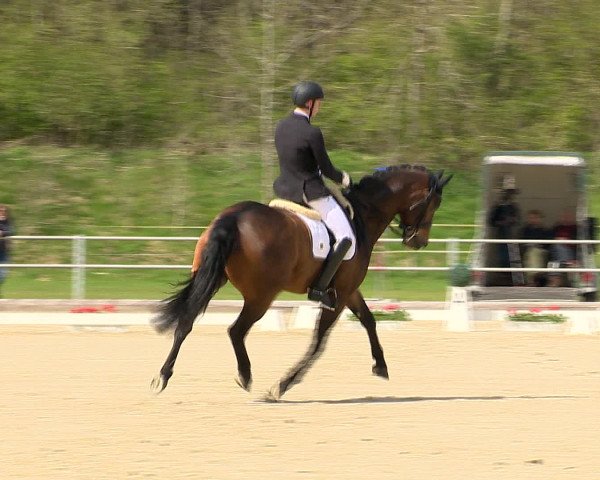 Reitturnier Vechta 2016