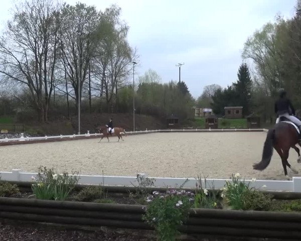 Frühjahrsturnier Mettmann - Reitanlage Löckenhoff 2016