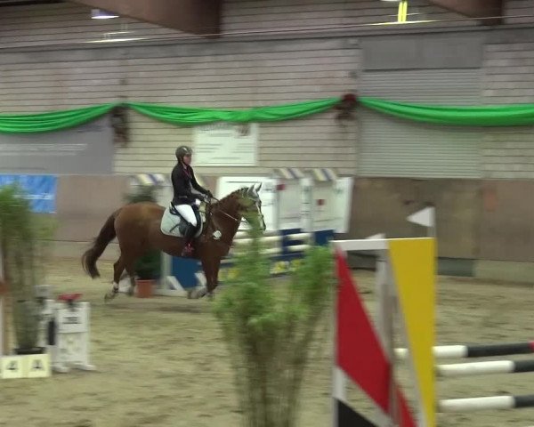 Reitturnier Leverkusen-Rheindorf 2016