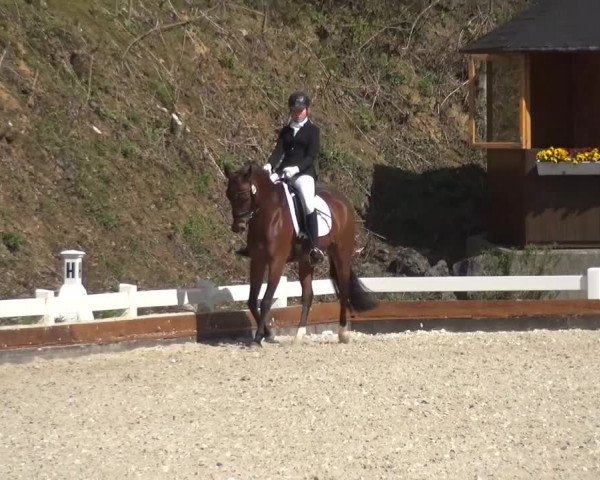Frühjahrsturnier Mettmann - Reitanlage Löckenhoff 2016