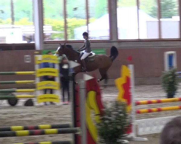 Reitturnier Leverkusen-Rheindorf 2016