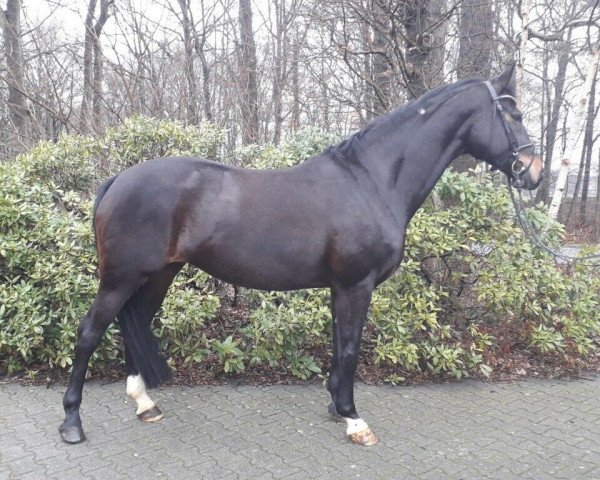 dressage horse Sinfonie B (Westphalian, 2006, from Sandro Hit) dressage horse Sinfonie B (Westphalian, 2006, from Sandro Hit)