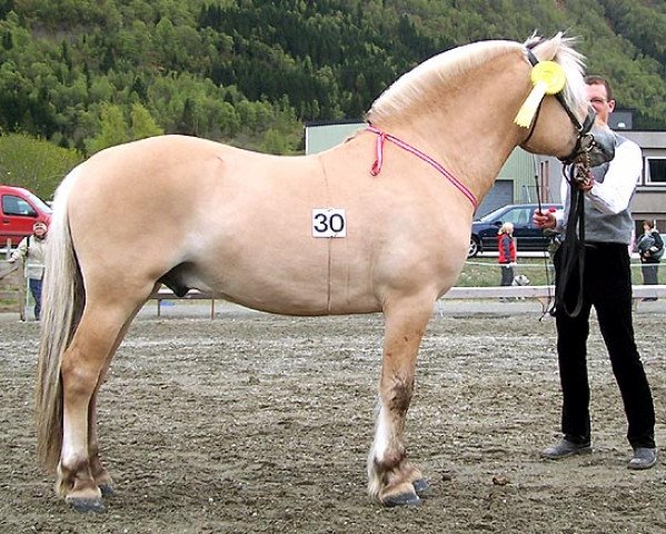 stallion Sofin N.2511 (Fjord Horse, 2002, from Knallfin N.2507) stallion Sofin N.2511 (Fjord Horse, 2002, from Knallfin N.2507)
