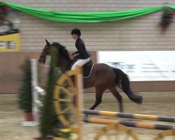Reitturnier Leverkusen-Rheindorf 2016
