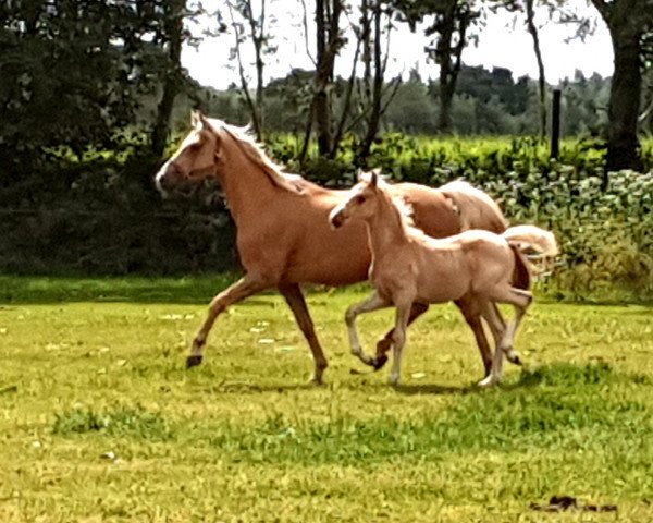 horse Sentinal (German Riding Pony, 2019, from Jonker's Socrates)