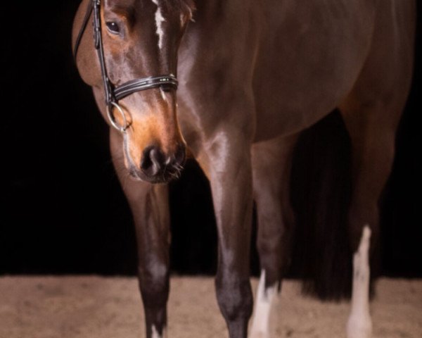 broodmare Amelie 97 (Holsteiner, 2008, from Cormint)