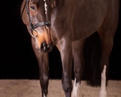 broodmare Amelie 97 (Holsteiner, 2008, from Cormint)