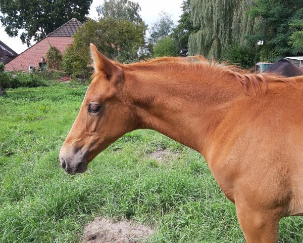 horse Marc Damon (Oldenburg, 2019, from DSP Marc Cain)