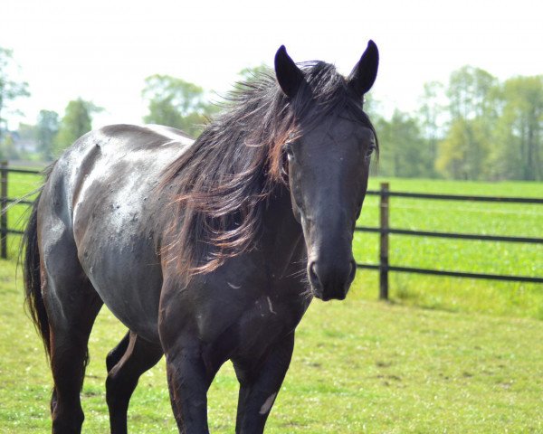 horse Faelo (Oldenburg, 2017, from Florenz 71)